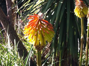 A colourful flower in the Royal Botanic Gardens, Melbourne