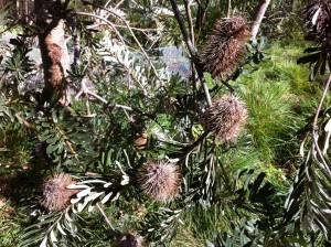 Banksia in Royal Botanic Gardens, Melbourne