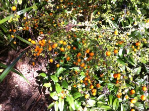 Plant at Royal Botanic Gardens, Melbourne