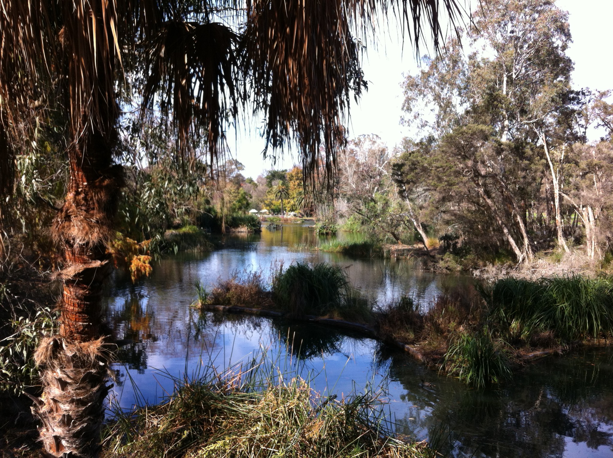 Wetlands in Royal Botanic Garden, Melbourne