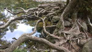 Tree roots, Emmagen Creek swimming hole