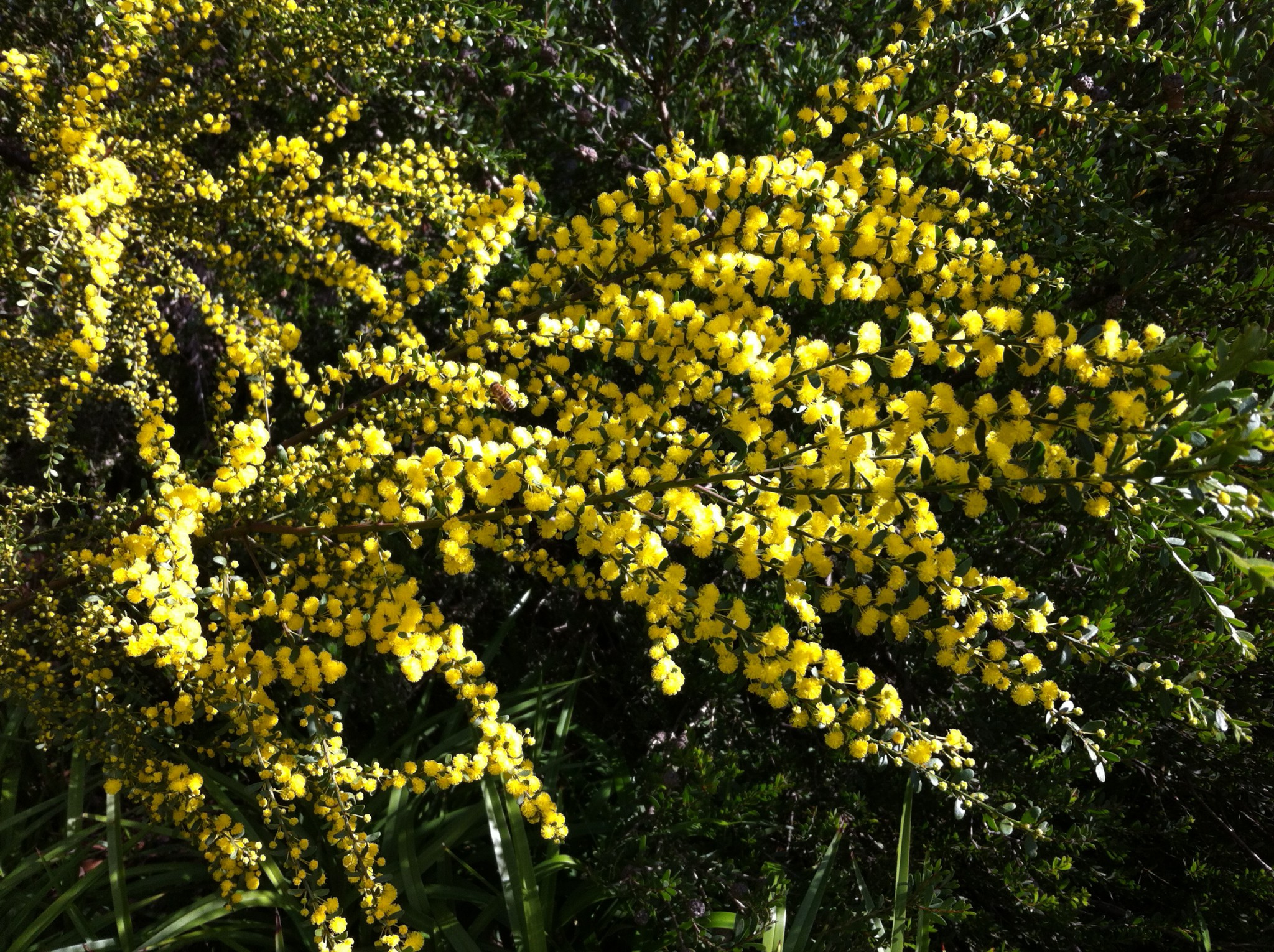 Wattle flowering in Royal Botanic Gardens, Melbourne