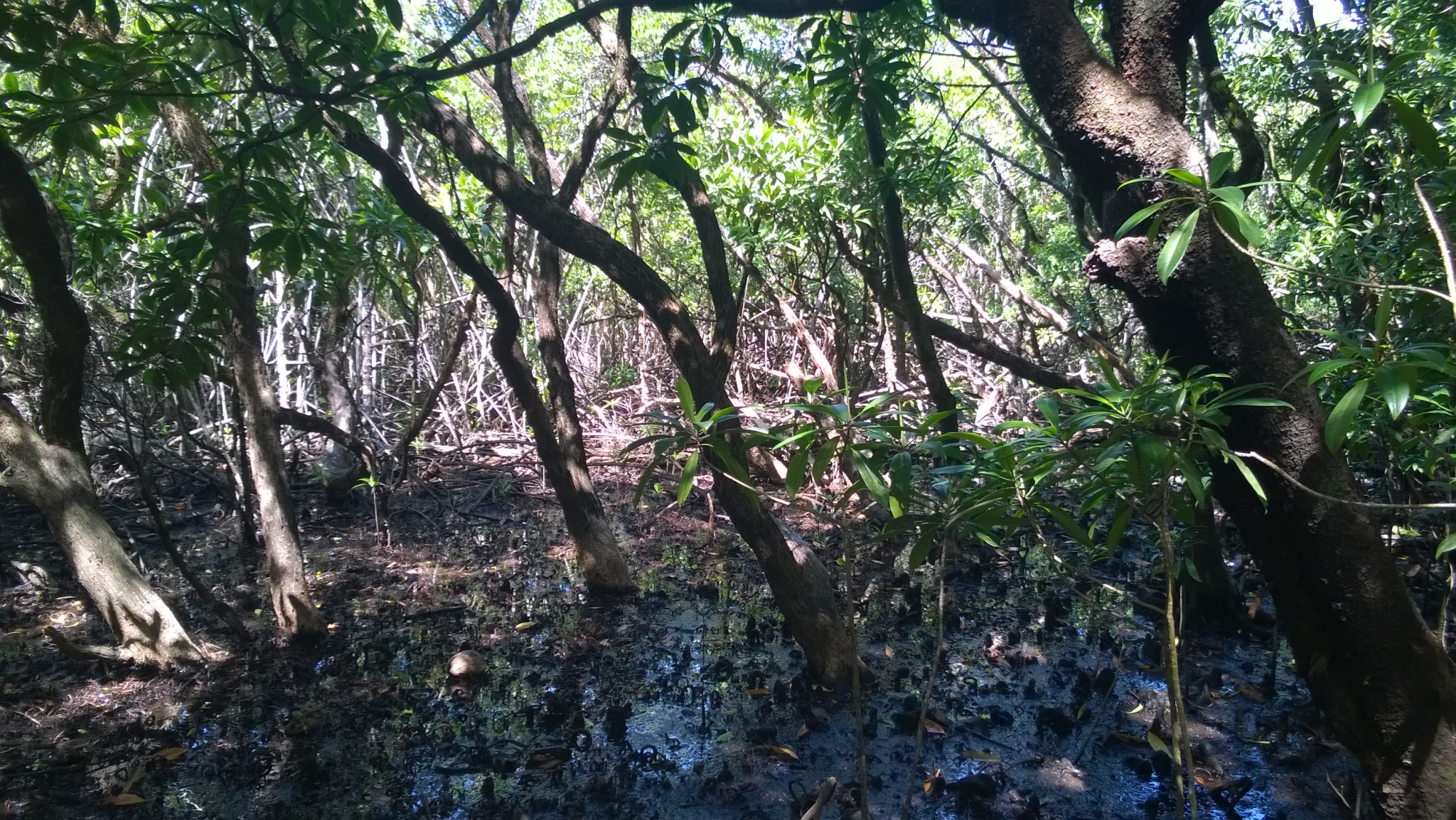 Self drive trip to the Daintree Rainforest, mangroves