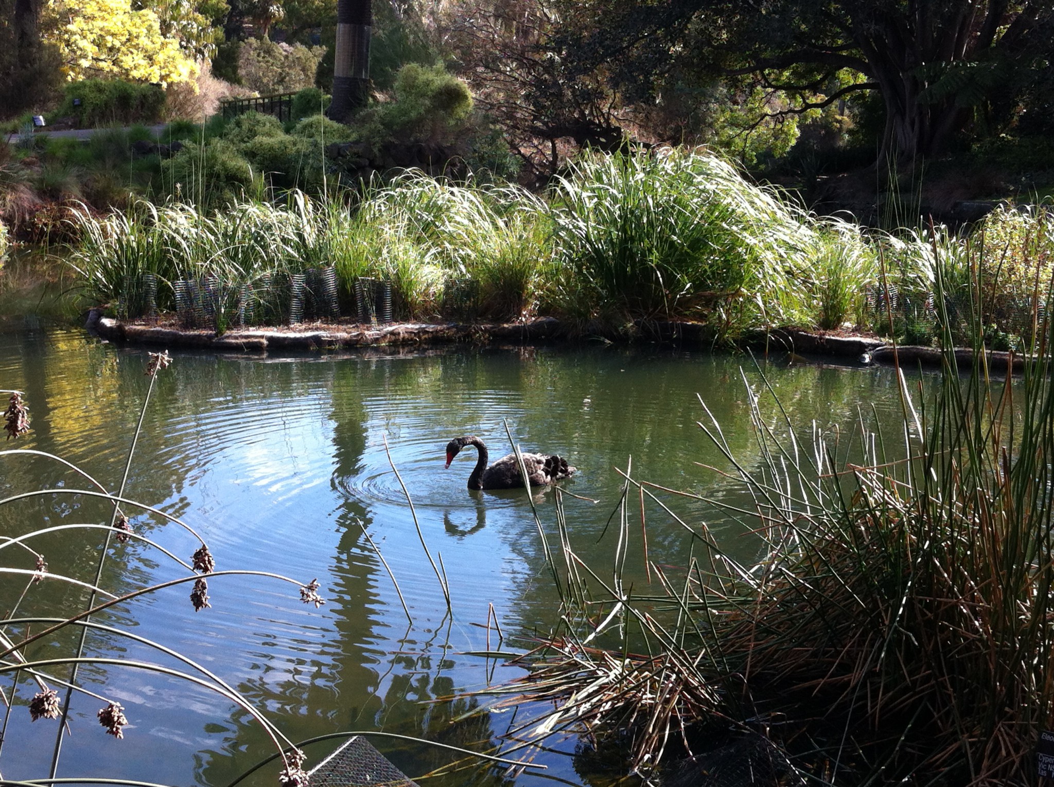 Wetlands in Royal Botanic Garden, Melbourne