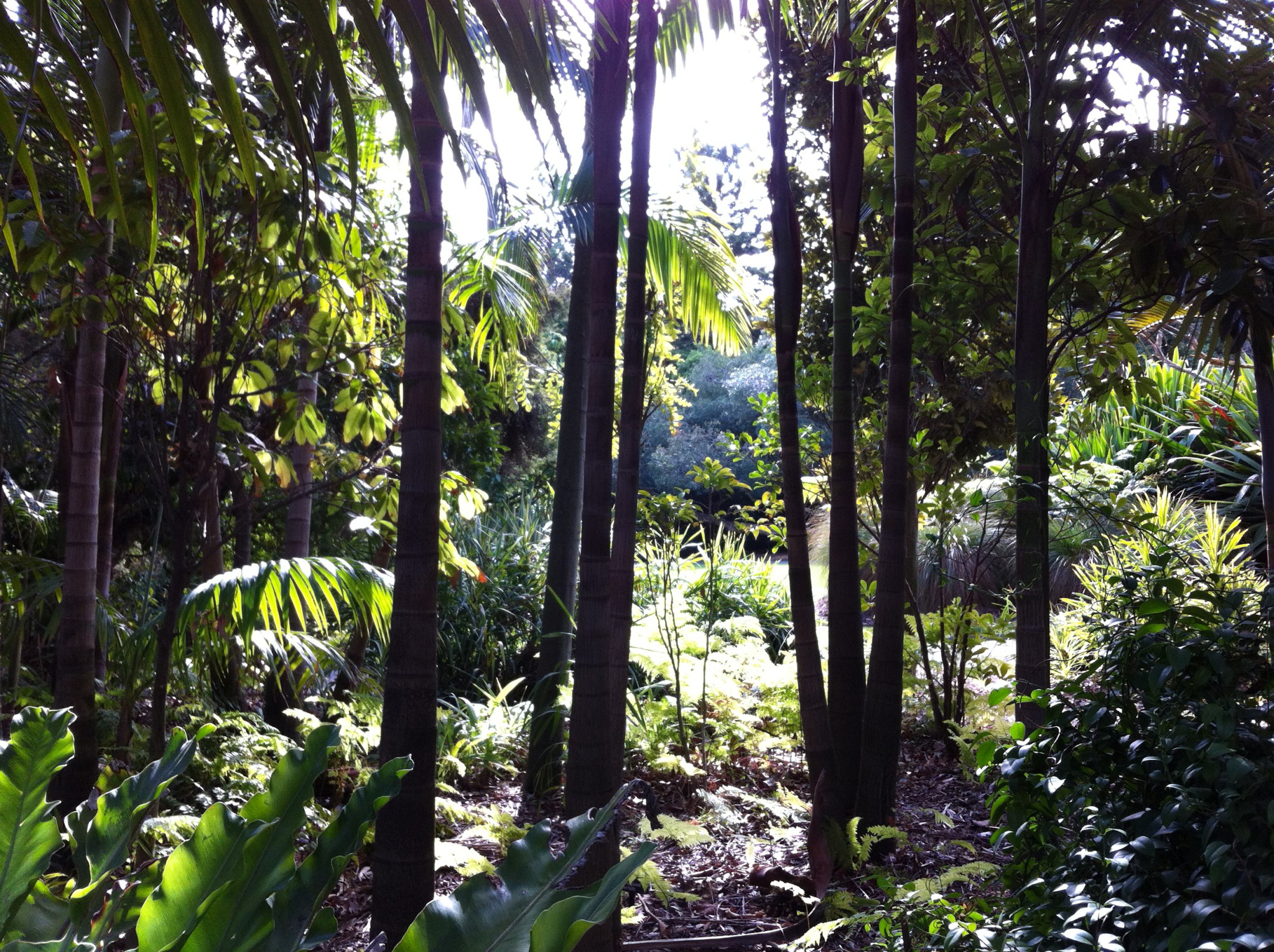 Rainforest gully in the Royal Botanic Gardens of Melbourne