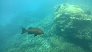 Agincourt Reef fish