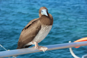 Bird at Agincourt Reef
