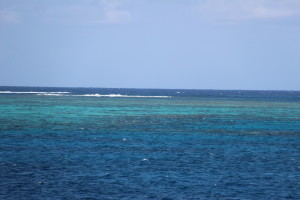 Corals at Agincourt Reef