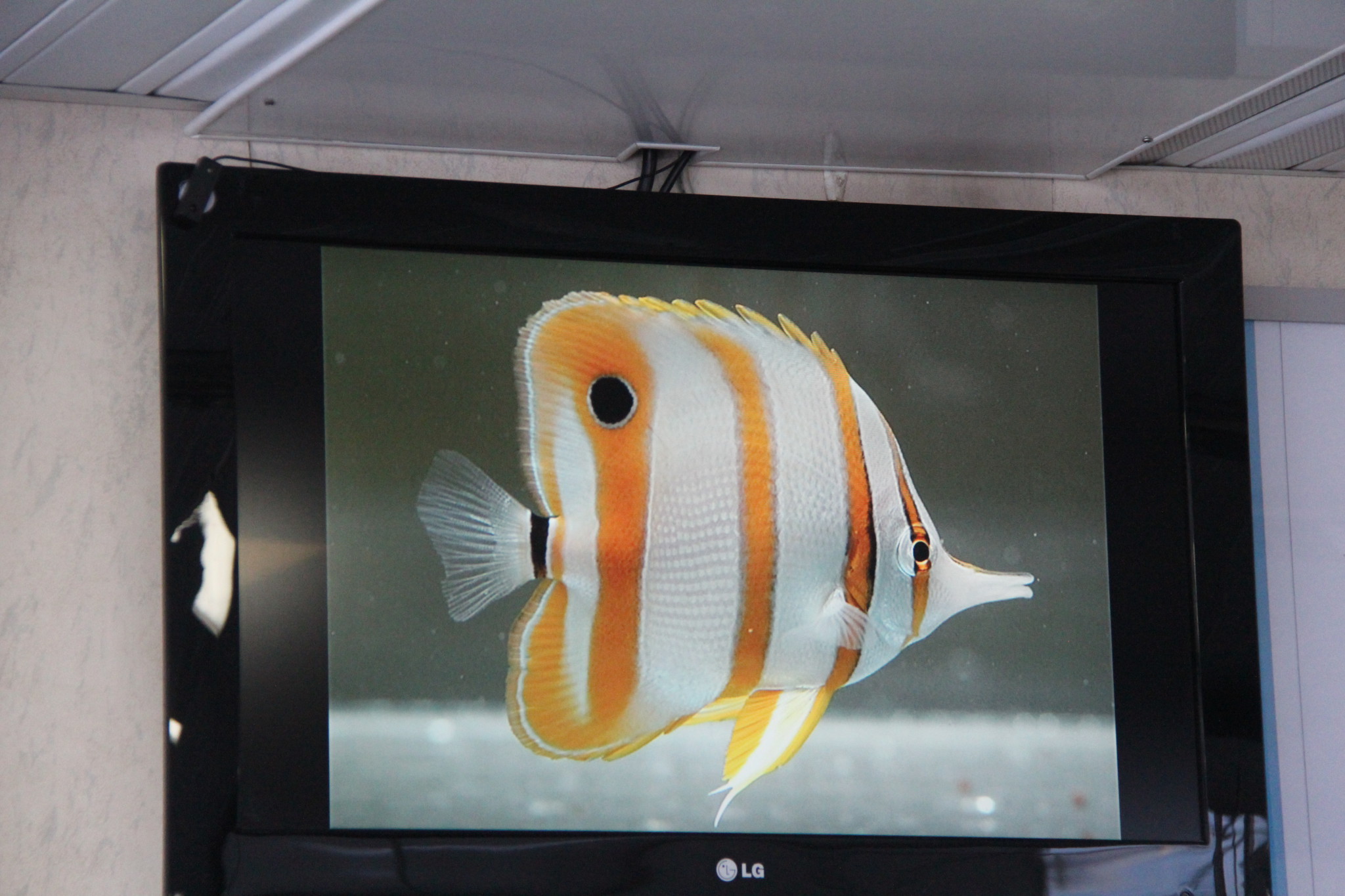 Quicksilver Cruises fish on screen