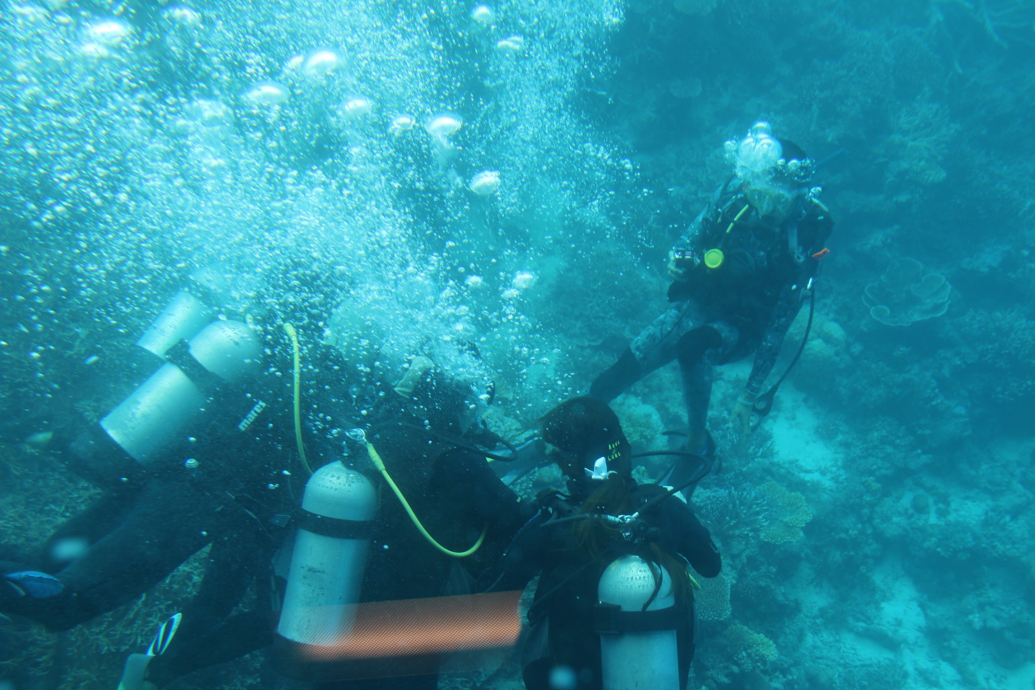 Scuba-diving, Great Barrier Reef cruise Scuba-diving at Agincourt Reef