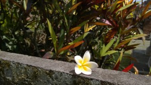 A Bali flower