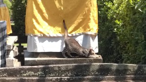 A cat at Taman Ayun, Bali