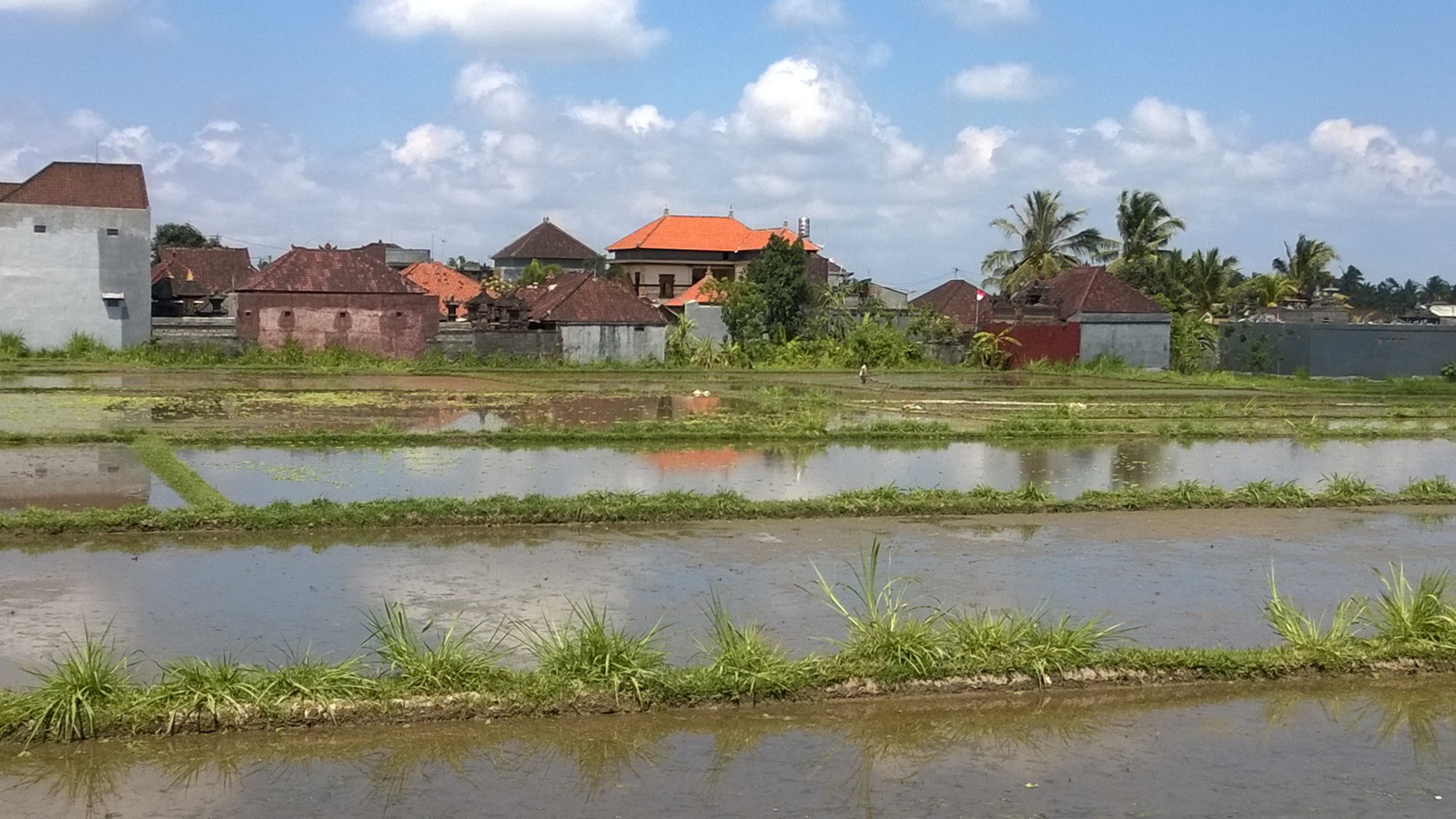Water filled Bali rice paddies Water filled Bali rice paddies