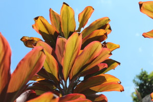 Bali vegetation