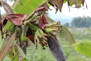 Bananas,Bali dy trip by car