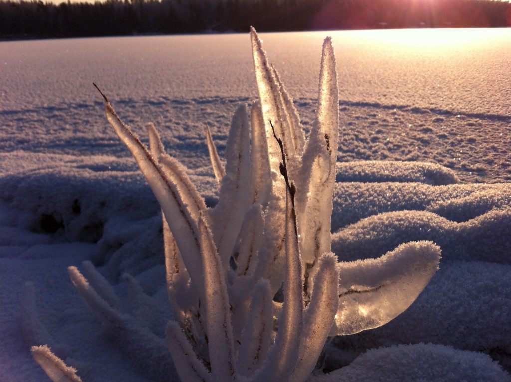 Frozen willow twig, Tampere Finland