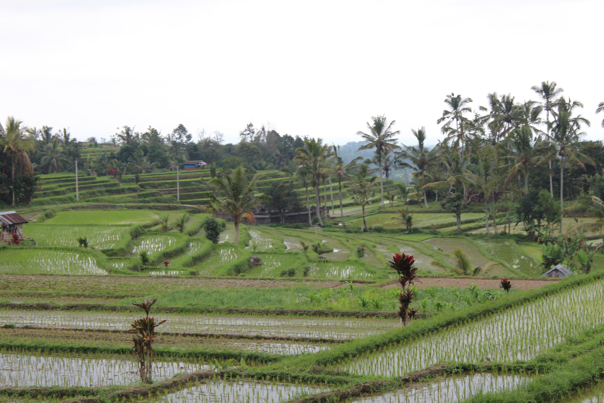 Jatiluwif rice terraces, Bali Jatiluwif rice terraces, Bali