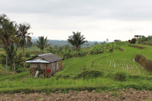 Jatiluwih rice terraces, Bali