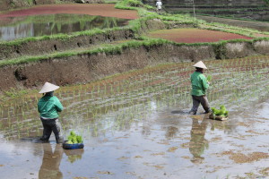 Men at work, Bali