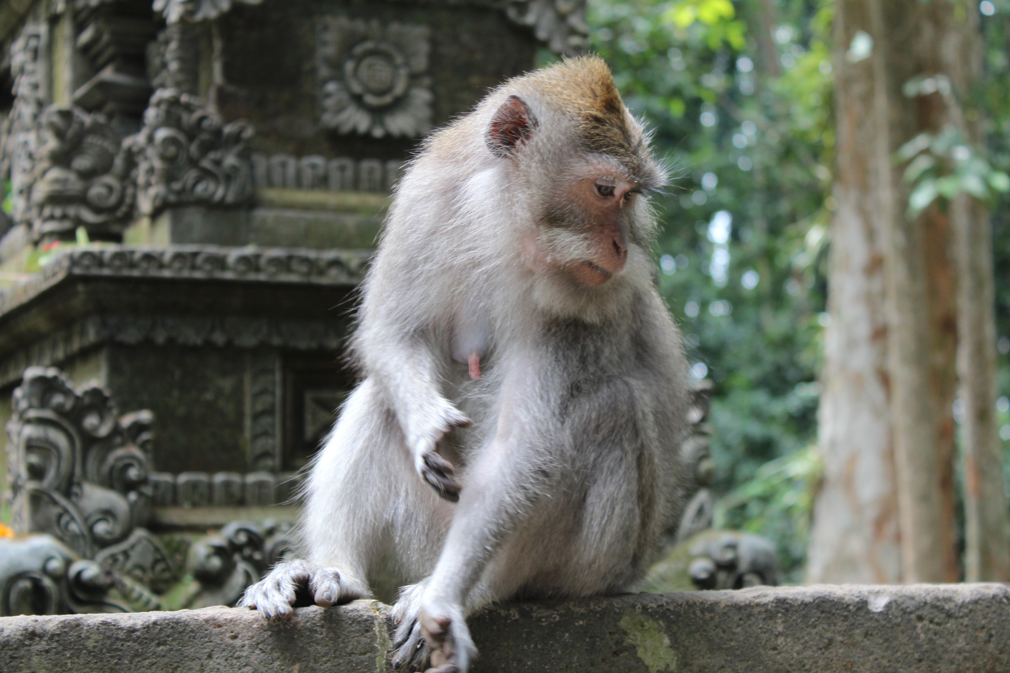 Monkey in Sangeh Monkey Forest, Bali day trip by car Monkey in Sangeh Monkey Forest, Bali day trip by car