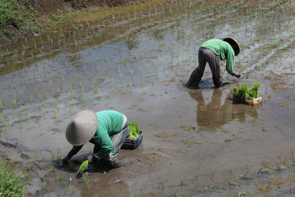 Bali farming: planting rice Bali farming: planting rice