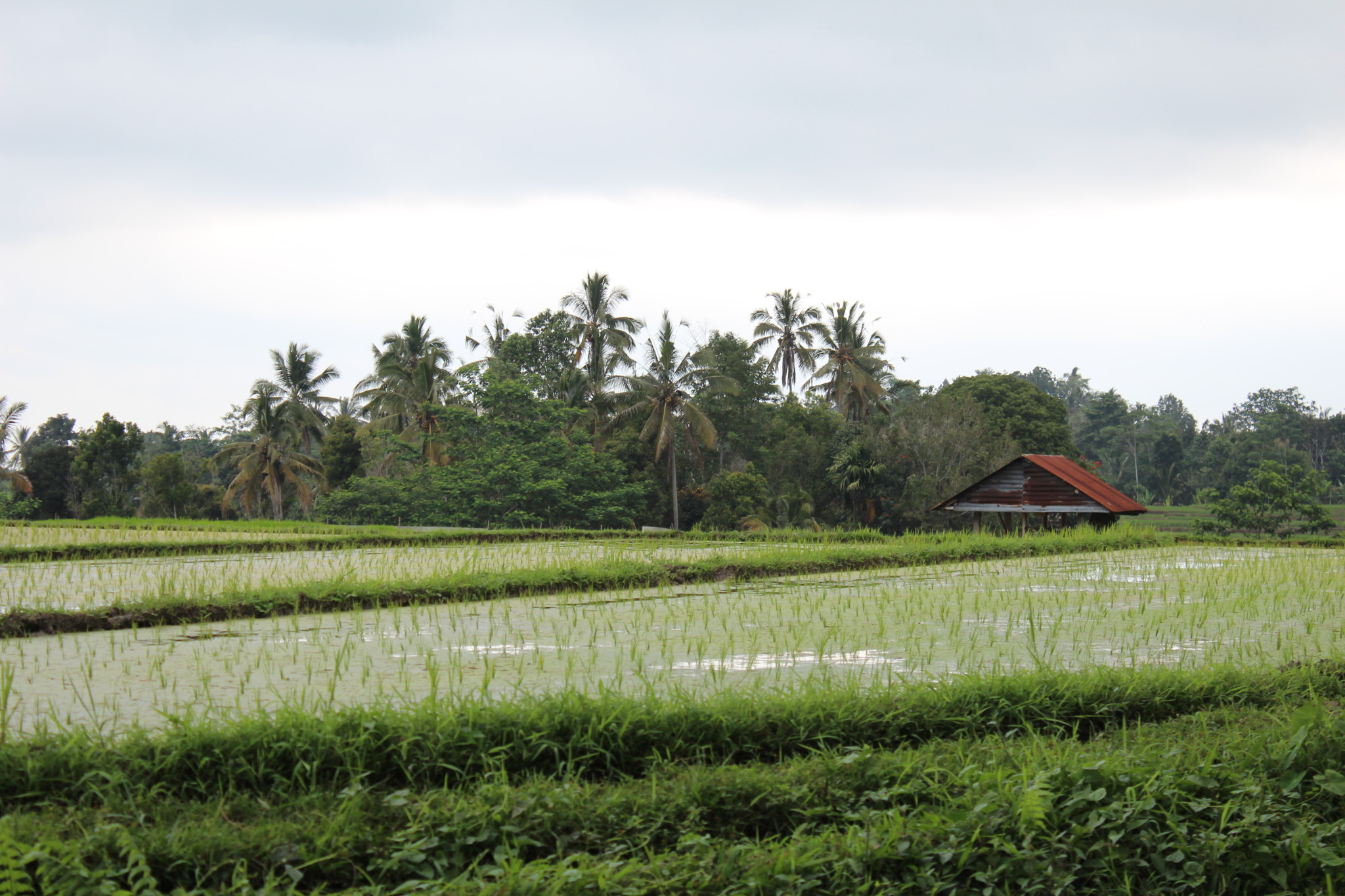 Rice fields, Bali day trip by car Rice fields, Bali day trip by car