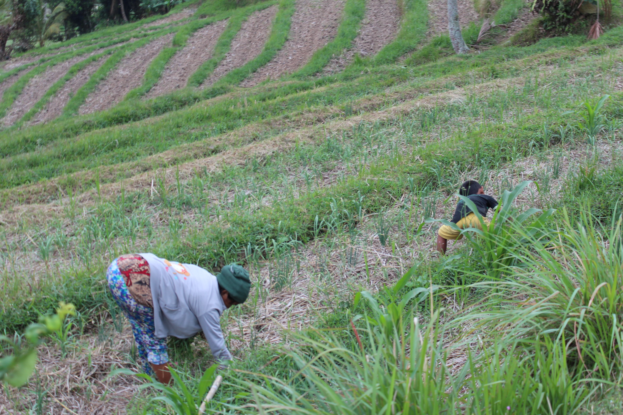Workers in the rice fields, Bali day trip by car Workers in the rice fields, Bali day trip by car