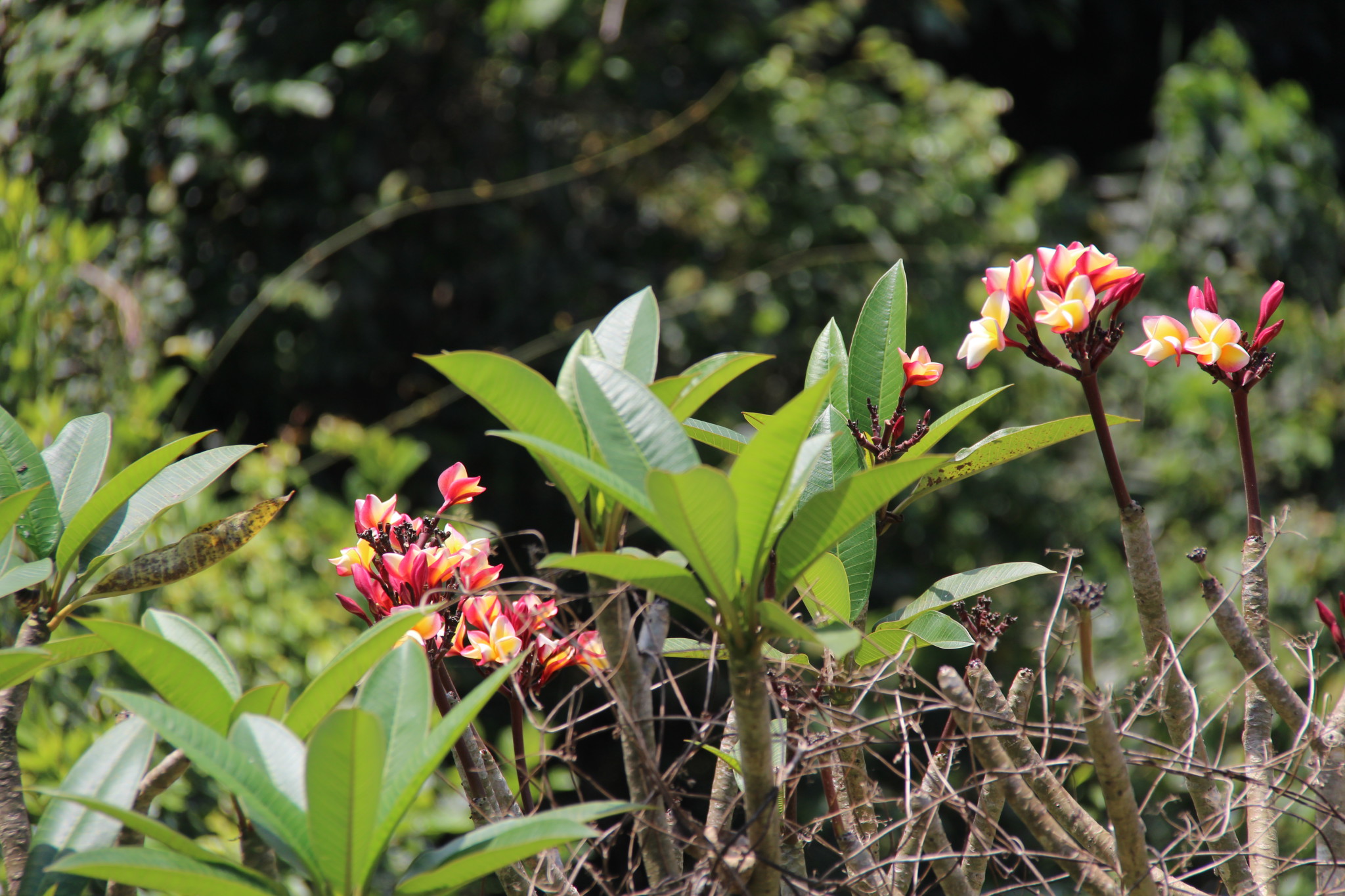 Batuan countryside flowers, drive in Central Bali Batuan countryside flowers, drive in Central Bali