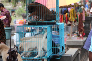 Bali dogs on sale