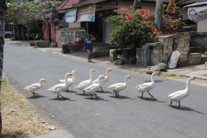 Bali ducks crossing the road