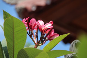 Bali flower