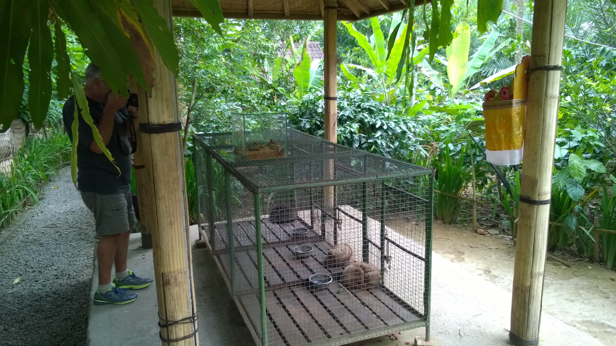 Bali luwaks Bali luwaks