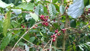 Balinese coffee beans