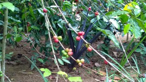 Balinese coffee beans