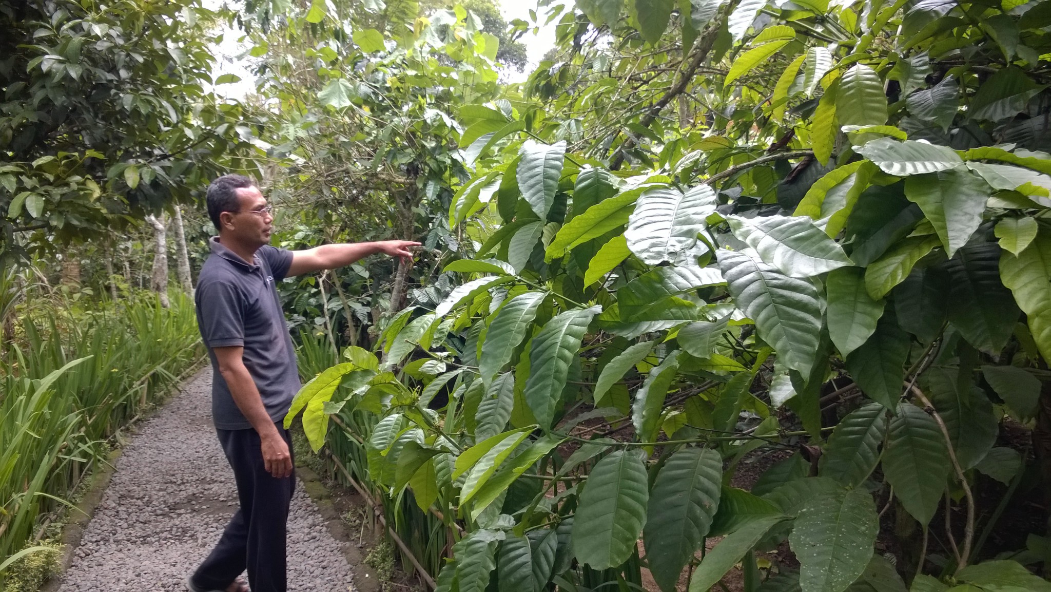 Our driver showing us a Bali coffee plantation Our driver showing us a Bali coffee plantation