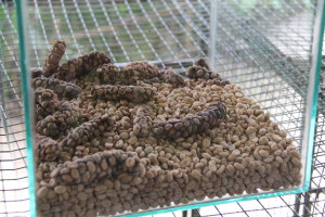 Balinese luwak coffee beans