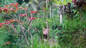 Coffee plantation view