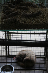 Luwak coffee beans