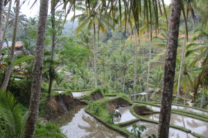 Tegallalang rice paddies