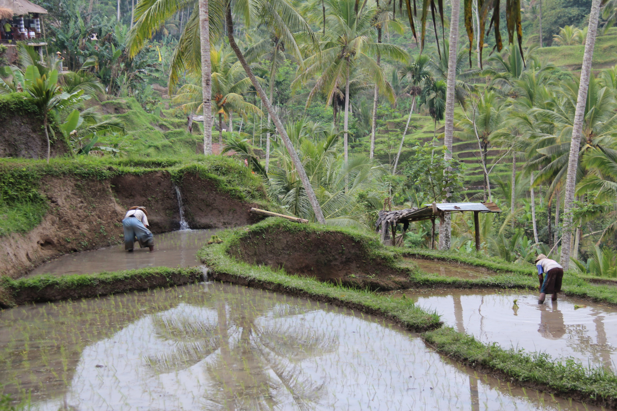 Farmers working on Tegallalang rice terraces Farmers working on Tegallalang rice terraces