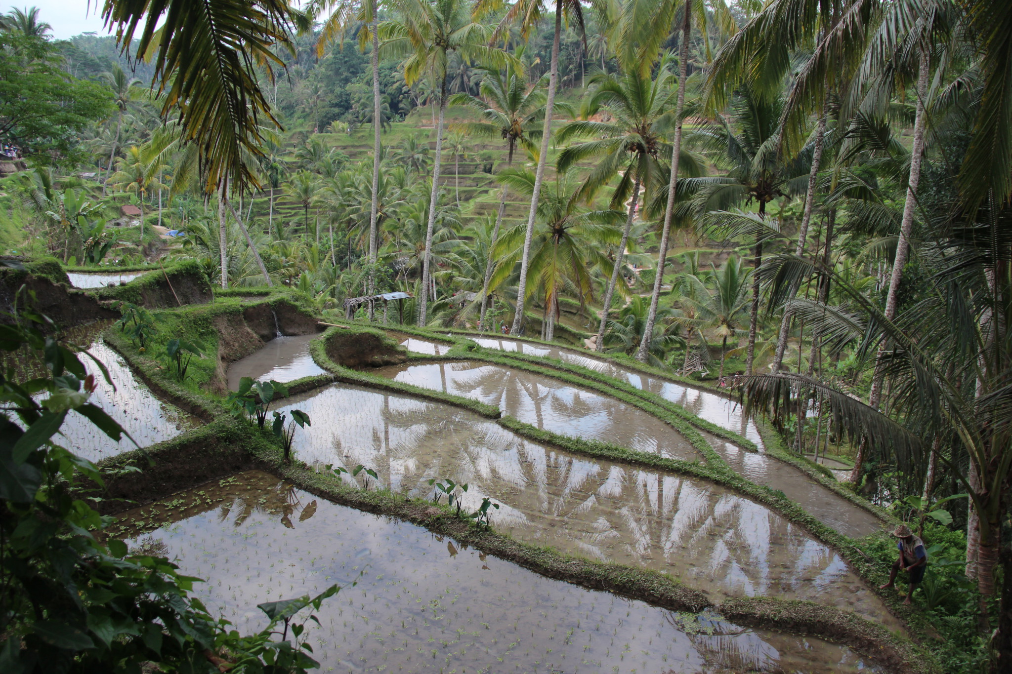 Tegallalang Rice Terraces view Tegallalang Rice Terrace view