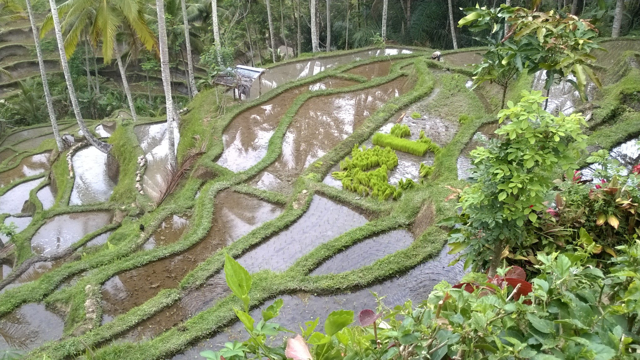 Tegallalang rice terraces, central Bali day trip Tegallalang rice terraces, central Bali day trip