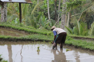Tegallalang rice terrace worker