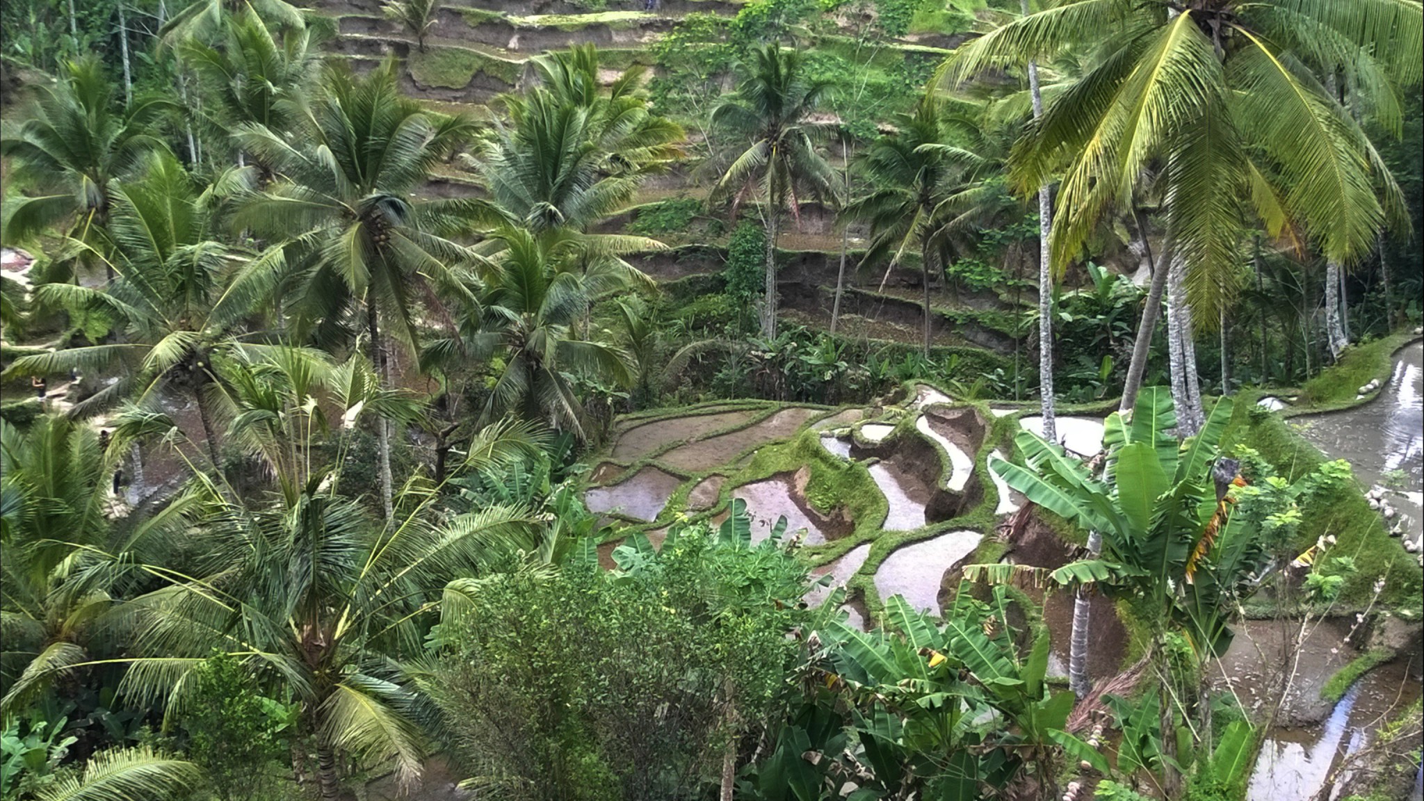 Tegallalang rice terraces, Central Bali day trip Tegallalang rice terraces, Central Bali day trip