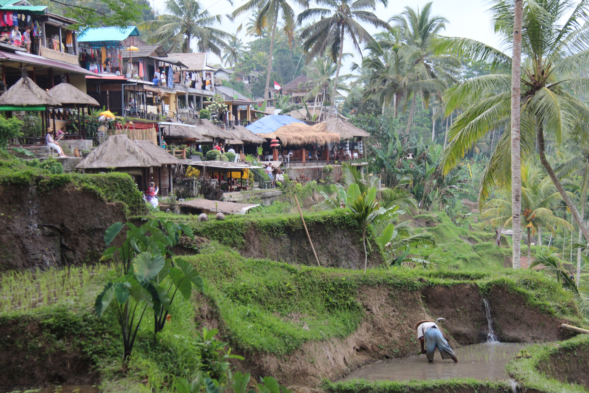 The village of Tegallalang and its rice terraces The village of Tegallalang and its rice terraces