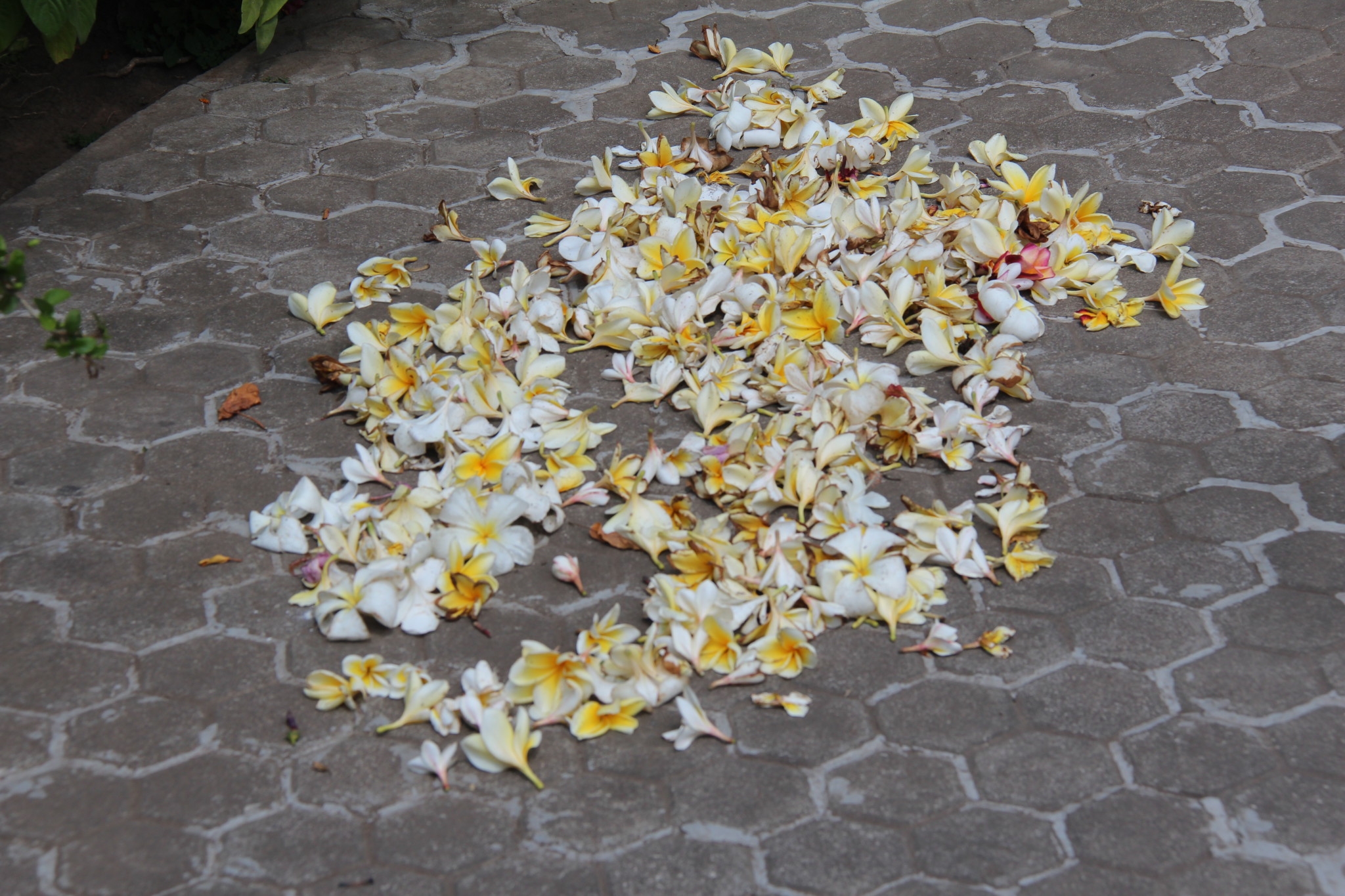 Yellow frangipani flowers on the ground Yellow frangipani flowers