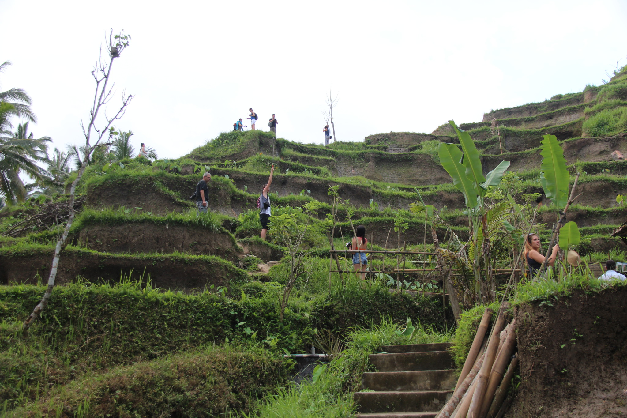 Walking on Tegallalang rice terraces Walking on Tegallalang rice terraces