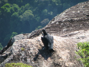 Bird on Sugar Loaf Mountain