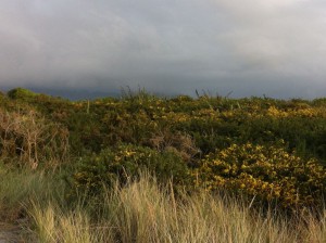 Haast beach flowers