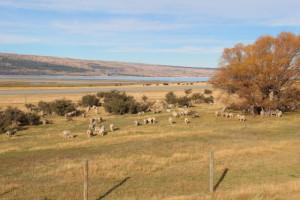 Aoraki sheep